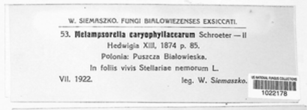 Melampsoridium caryophyllacearum image